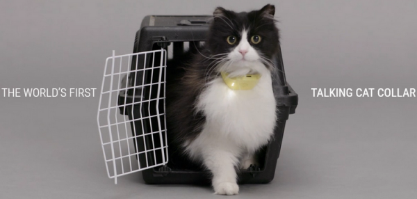 Переводчик с кошачьего: мечтает ли ваш кот об электрических мышах? - «Новости сети»