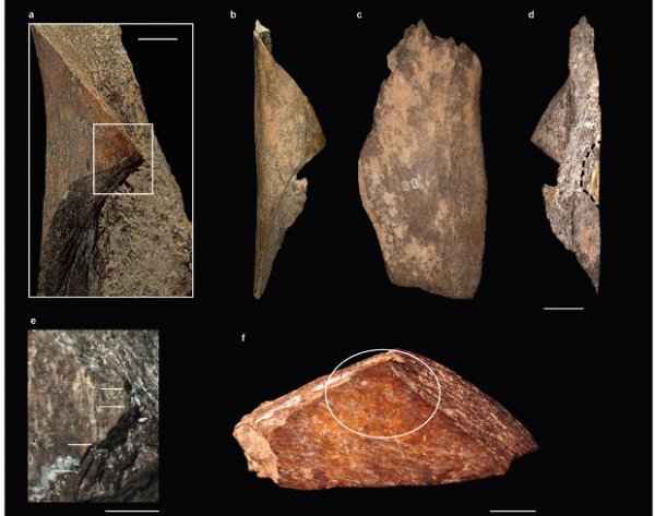 В Америке найдены сенсационно древние следы пребывания человека - «Интернет и связь»