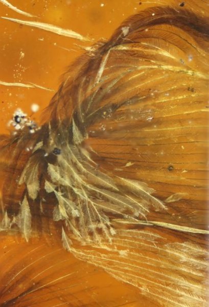 Фотофакт: птенец пролежал в янтаре 99 миллионов лет | - «Интернет и связь»