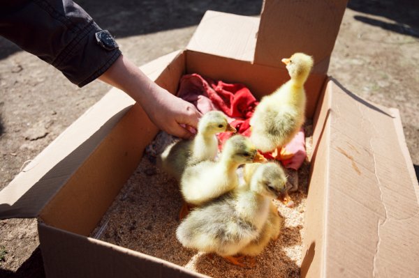 "Интернет вернул нам детей и внуков". Чем живут самые болтливые деревни Беларуси | - «Интернет и связь»