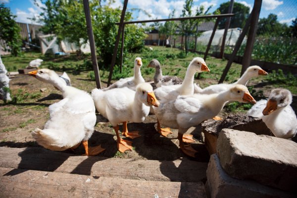 "Интернет вернул нам детей и внуков". Чем живут самые болтливые деревни Беларуси | - «Интернет и связь»