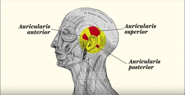 Пчелы-убийцы: как неудачный эксперимент привел к смерти сотен человек | - «Интернет и связь»