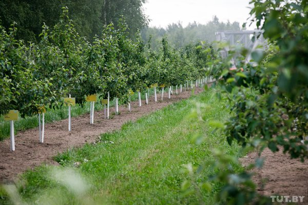 Под Марьиной Горкой достраивают полигон "транспорта будущего" и ждут Лукашенко | - «Интернет и связь»