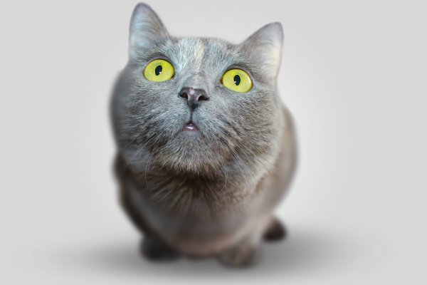 Ученые узнали, как появились домашние кошки  - «Интернет и связь»