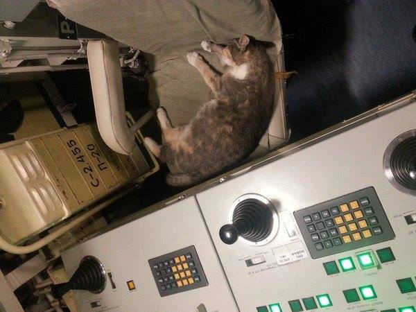 Фотофакт. Кошка, которая "служит" на крупнейшем в мире атомном подводном крейсере | 42.TUT.BY - «Интернет и связь»