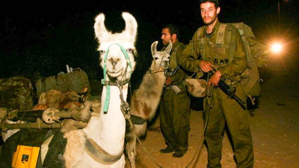 Армия Израиля отказалась от боевых лам | 42.TUT.BY - «Интернет и связь»