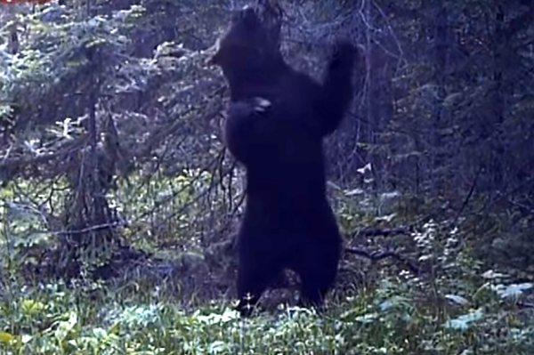 Картинка дня: в объектив фотоловушки попал "танцующий" медведь | 42.TUT.BY - «Интернет и связь»
