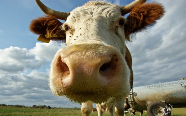 Коровы могут спасти человечество от ВИЧ | 42.TUT.BY - «Интернет и связь»