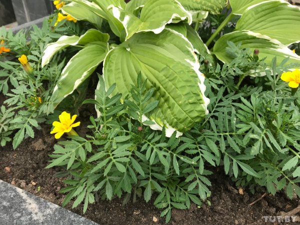 Обзор нового 10,5-дюймового iPad Pro: отличный планшет, но всё еще не ноутбук | - «Интернет и связь»