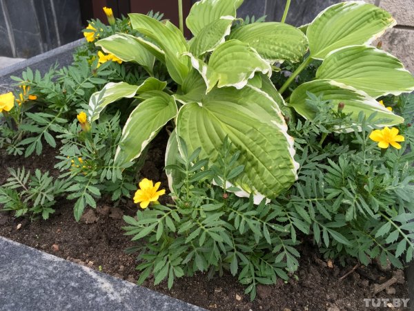 Обзор нового 10,5-дюймового iPad Pro: отличный планшет, но всё еще не ноутбук | - «Интернет и связь»