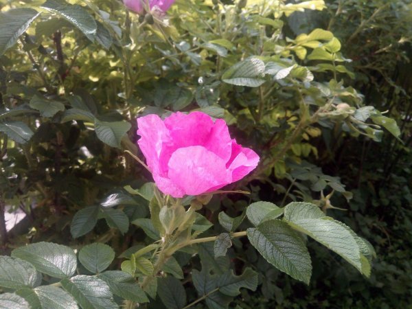 Смартфон BQ Space — «космический» флагман за 11 000 рублей - мобильные/сотовые телефоны, отзывы, сравнение, обзоры, характеристики на Hi-News.ru - «Новости сети»