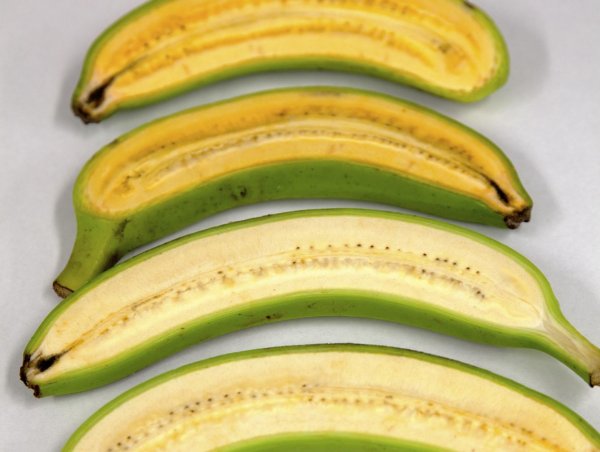 Ученые создали вид бананов, который может спасти тысячи жизней | 42.TUT.BY - «Интернет и связь»