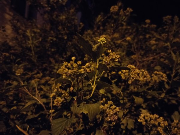 iPhone 7 Plus против своего топового "Android-клона": фотобитва флагманов | - «Интернет и связь»