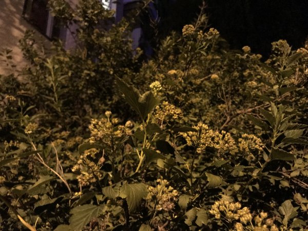 iPhone 7 Plus против своего топового "Android-клона": фотобитва флагманов | - «Интернет и связь»