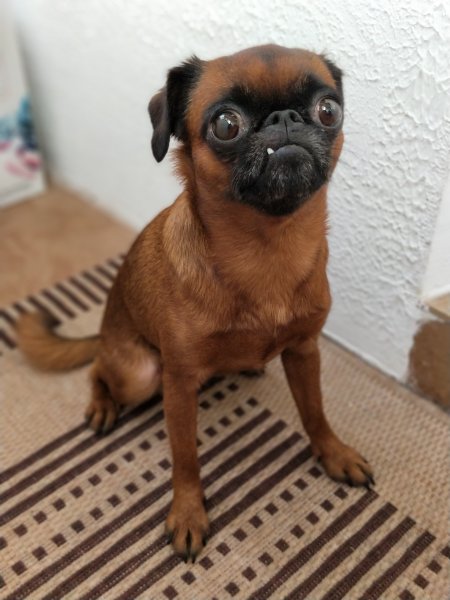 iPhone 7 Plus против своего топового "Android-клона": фотобитва флагманов | - «Интернет и связь»