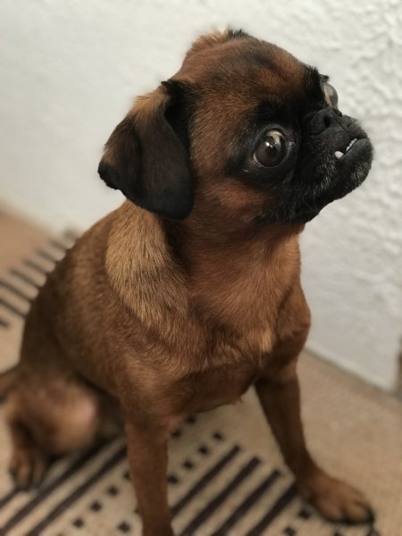 iPhone 7 Plus против своего топового "Android-клона": фотобитва флагманов | - «Интернет и связь»