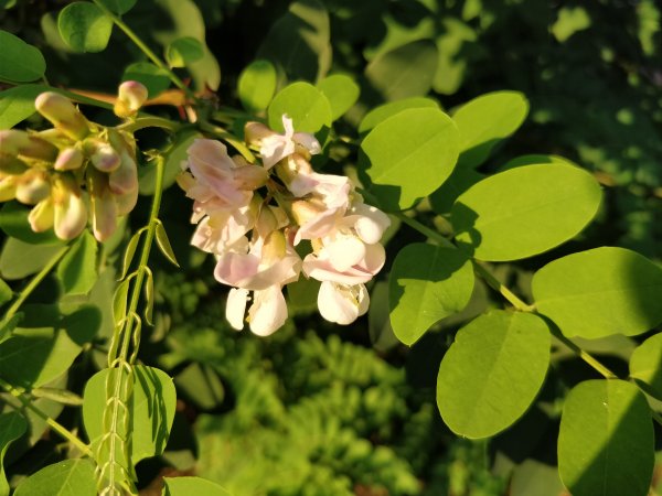 iPhone 7 Plus против своего топового "Android-клона": фотобитва флагманов | - «Интернет и связь»