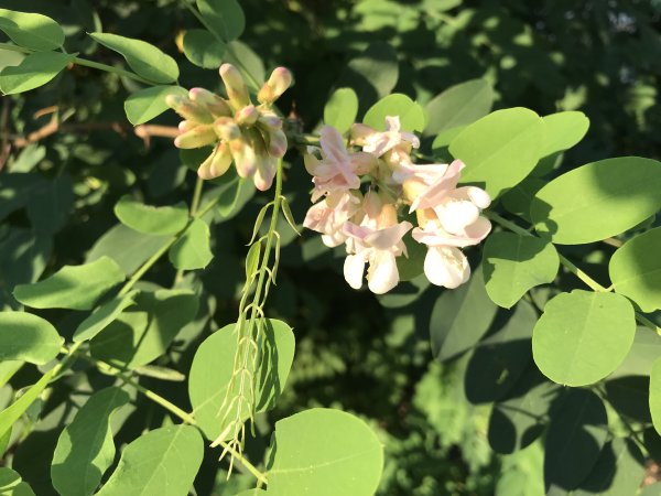 iPhone 7 Plus против своего топового "Android-клона": фотобитва флагманов | - «Интернет и связь»