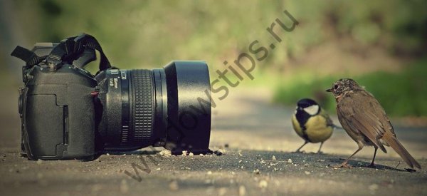 Программа для просмотра фотографий Windows 10:какую скачать - «Windows»