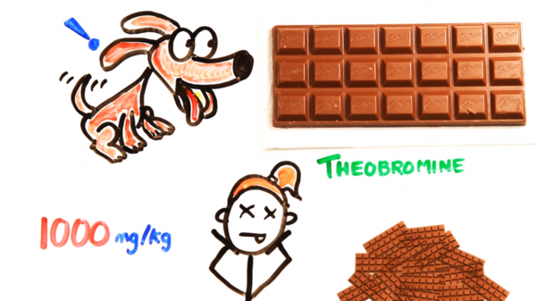 Сахар, кофе, вода: смертельные дозы обычных продуктов | - «Интернет и связь»