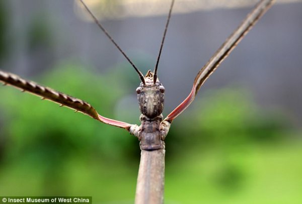 В Китае показали самое длинное в мире насекомое | - «Интернет и связь» В Китае показали самое длинное в мире насекомое | - «Интернет и связь»