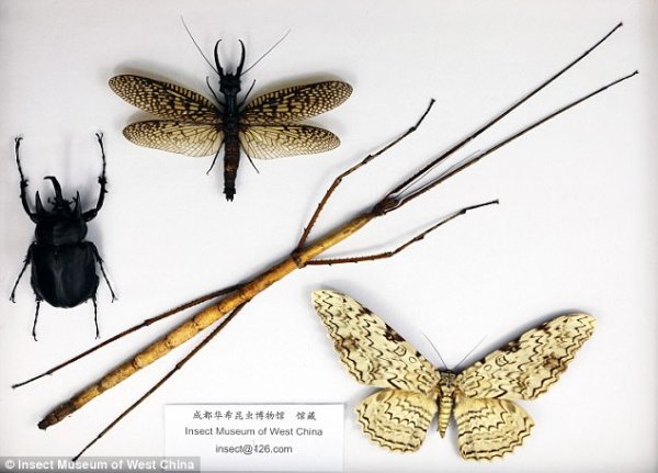 В Китае показали самое длинное в мире насекомое | - «Интернет и связь» В Китае показали самое длинное в мире насекомое | - «Интернет и связь»