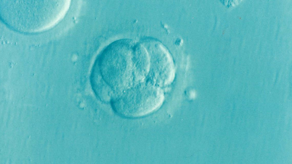 Эмбрион человека впервые избавили от дефекта при помощи коррекции ДНК | 42.TUT.BY - «Интернет и связь»