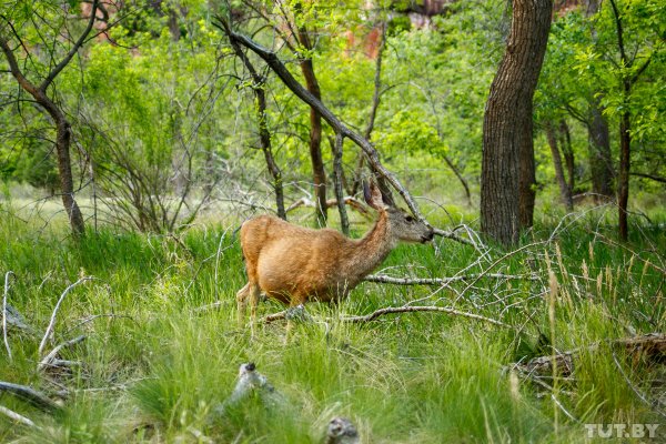 Красота по-американски. За что мы полюбили национальные парки США | - «Интернет и связь» Красота по-американски. За что мы полюбили национальные парки США | - «Интернет и связь»