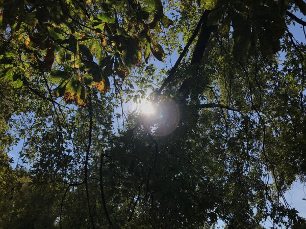 Обзор iPhone 8: мощный отвлекающий маневр Apple | - «Интернет и связь»