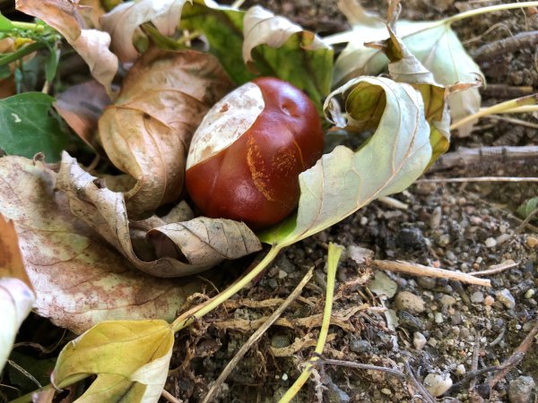 Обзор iPhone 8: мощный отвлекающий маневр Apple | - «Интернет и связь»