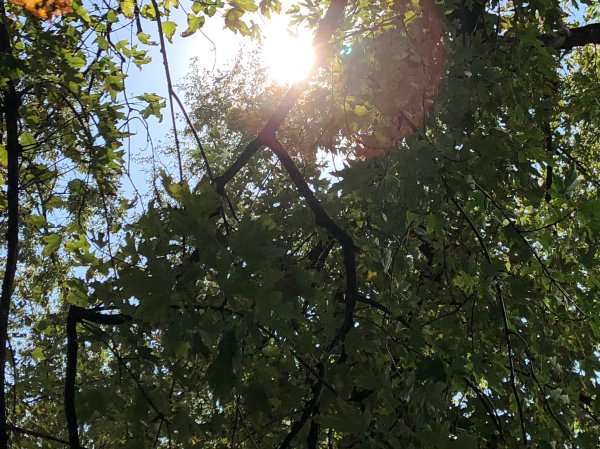 Обзор iPhone 8: мощный отвлекающий маневр Apple | - «Интернет и связь»