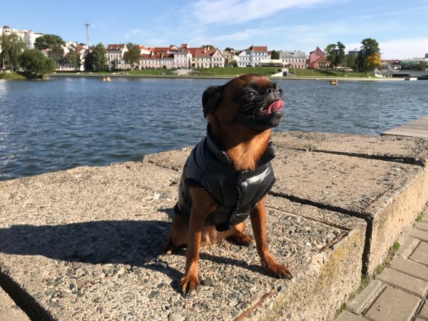 Обзор iPhone 8: мощный отвлекающий маневр Apple | - «Интернет и связь»