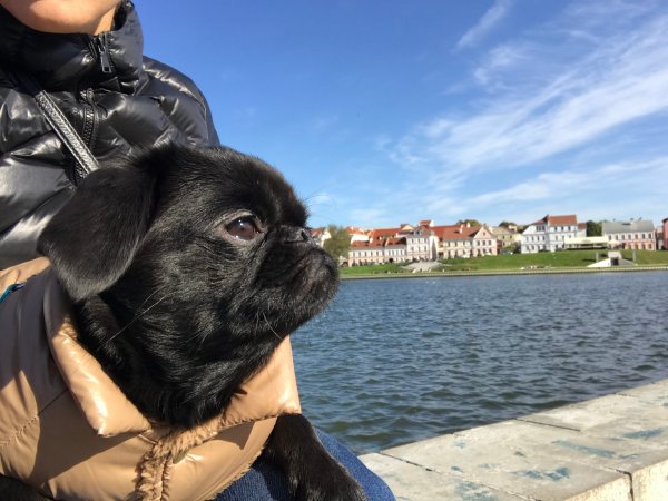 Обзор iPhone 8: мощный отвлекающий маневр Apple | - «Интернет и связь»