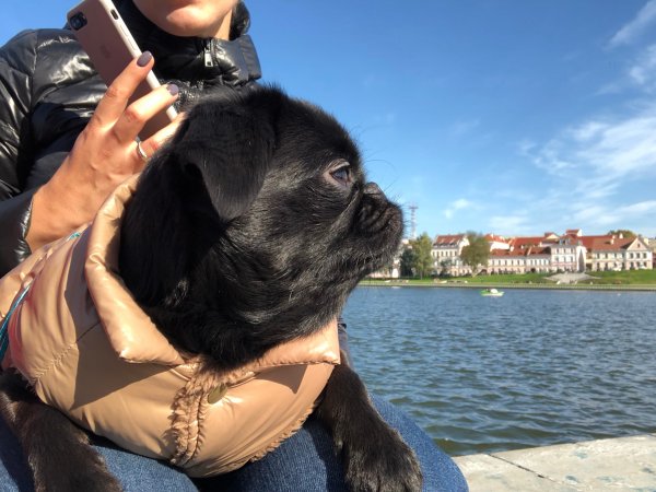 Обзор iPhone 8: мощный отвлекающий маневр Apple | - «Интернет и связь»