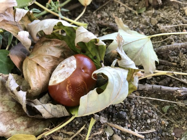 Обзор iPhone 8: мощный отвлекающий маневр Apple | - «Интернет и связь»