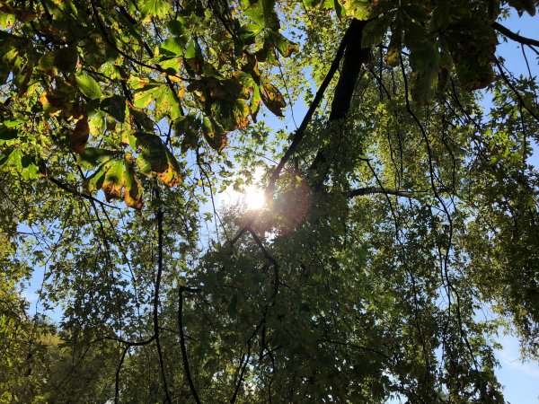 Обзор iPhone 8: мощный отвлекающий маневр Apple | - «Интернет и связь»