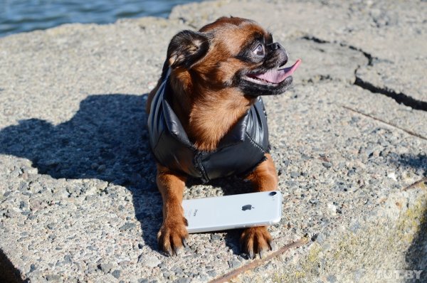 Обзор iPhone 8: мощный отвлекающий маневр Apple | - «Интернет и связь»