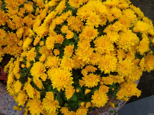 Претендент на звание нового "народного героя": обзор смартфона Xiaomi Mi A1 | - «Интернет и связь» Претендент на звание нового "народного героя": обзор смартфона Xiaomi Mi A1 | - «Интернет и связь»