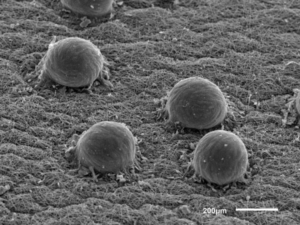 Реализация российского проекта по 3D-биопечати на МКС будет ускорена - «Новости сети»