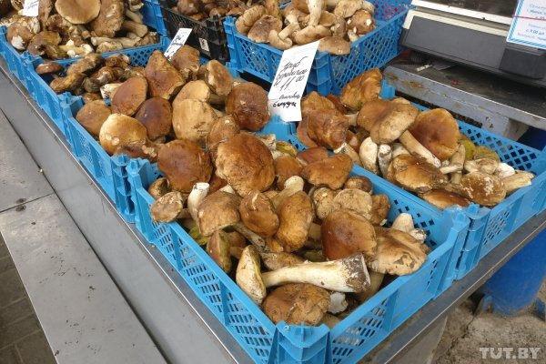 Съедобный или ядовитый? Распознаем грибы с помощью камеры смартфона | - «Интернет и связь» Съедобный или ядовитый? Распознаем грибы с помощью камеры смартфона | - «Интернет и связь»