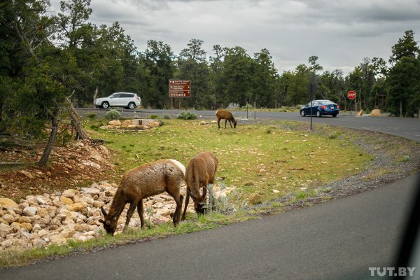 "Великолепная бездна". Что мы увидели на краю Гранд-Каньона | - «Интернет и связь»