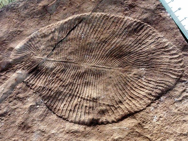 Загадочное ископаемое изучали 70 лет — оно оказалось древнейшим животным | 42.TUT.BY - «Интернет и связь»
