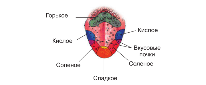 На рисунке показаны вкусовые зоны языка укажите красным карандашом