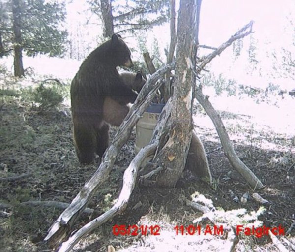 Что делают животные, пока их никто не видит: лучшие кадры фотоловушек | - «Интернет и связь» Что делают животные, пока их никто не видит: лучшие кадры фотоловушек | - «Интернет и связь»