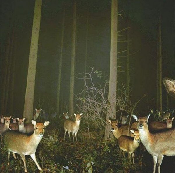 Что делают животные, пока их никто не видит: лучшие кадры фотоловушек | - «Интернет и связь» Что делают животные, пока их никто не видит: лучшие кадры фотоловушек | - «Интернет и связь»