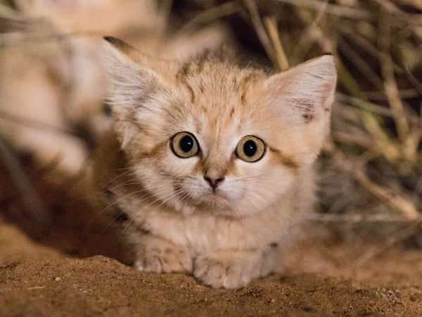 "Неуловимые" барханные котята впервые попали на фото  - «Интернет и связь»