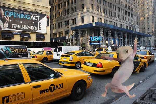 "Танцующий" геккон стал героем фотожаб | - «Интернет и связь»