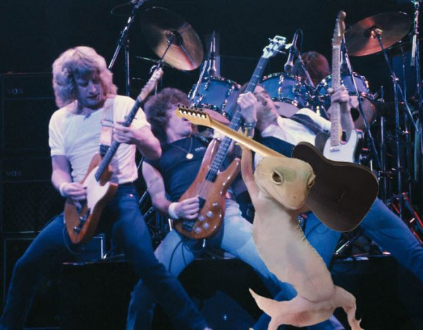 "Танцующий" геккон стал героем фотожаб | - «Интернет и связь»