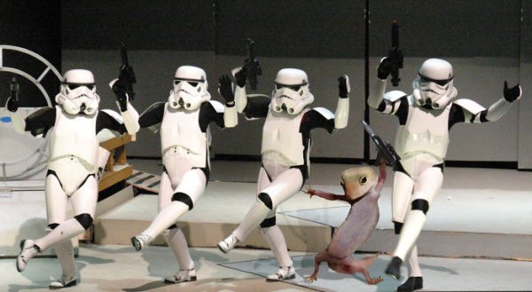 "Танцующий" геккон стал героем фотожаб | - «Интернет и связь»