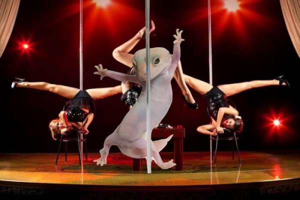 "Танцующий" геккон стал героем фотожаб | - «Интернет и связь»